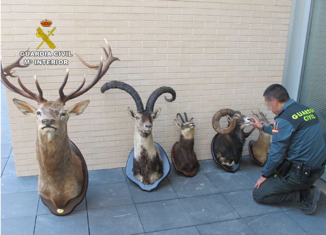 La Guardia Civil interviene en Totana cinco piezas de caza disecadas que eran transportadas ilícitamente