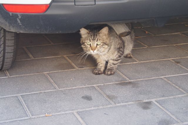 El ayuntamiento adjudica el contrato de servicios de recogida de animales abandonados, vagabundos o extraviados para los dos próximos años