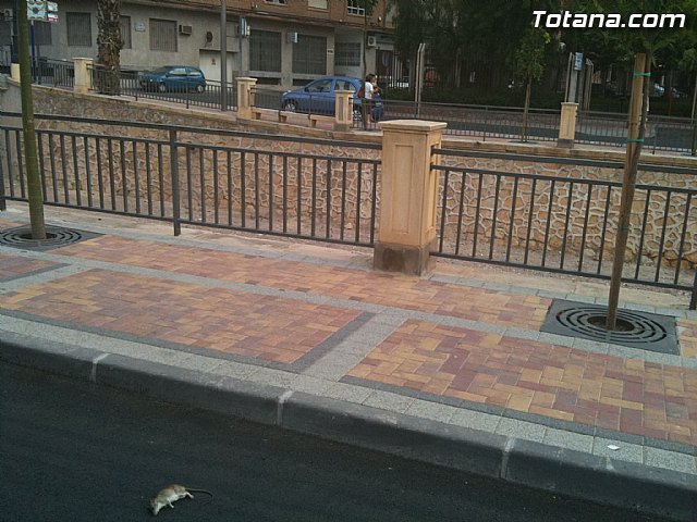 Inician los tratamientos para el control de cucarachas y roedores en la red de alcantarillado municipal y en los solares públicos