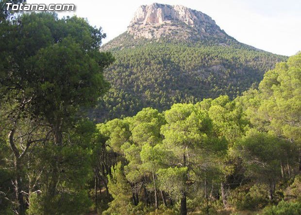 Solicitan que la futura Oficina Comarcal Forestal se instale en Totana