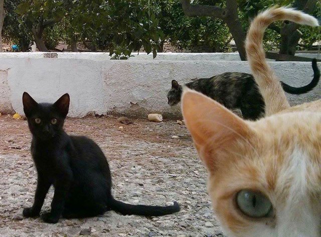 Continúa hasta el 31 de agosto la campaña de vacunación obligatoria anual contra la rabia en animales domésticos