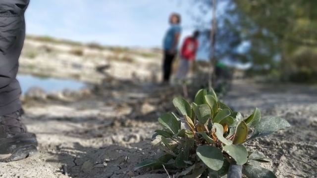 Ecologistas en Acción reclama acciones para la protección y restauración de los humedales de la Región de Murcia