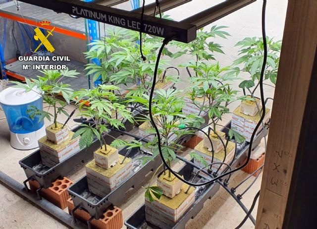 La Guardia Civil desmantela en Murcia un invernadero subterráneo dedicado al cultivo masivo de marihuana
