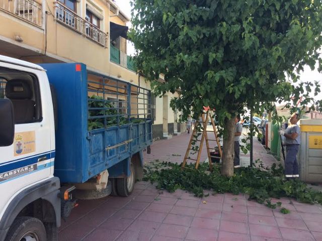Comienzan los trabajos de poda de las moreras en parques y jardines y las vías públicas de Totana