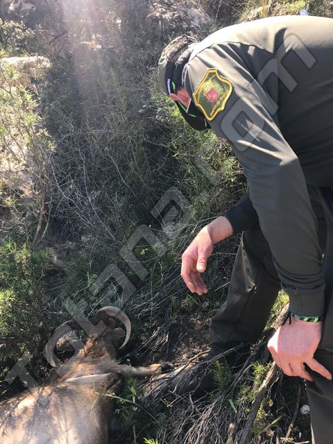 Sorprenden a cuatro cazadores furtivos en Sierra Espuña
