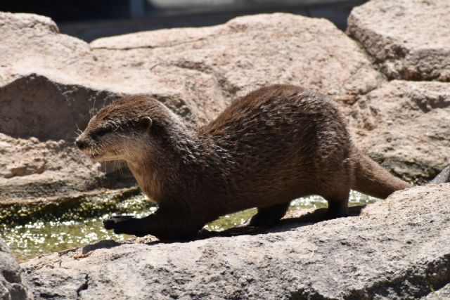 Terra Natura Murcia amplía su grupo de nutrias con la llegada de cuatro nuevos ejemplares