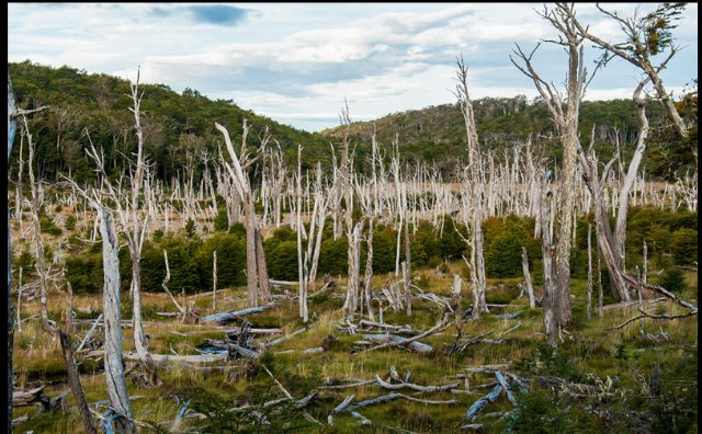 El bosque muerto