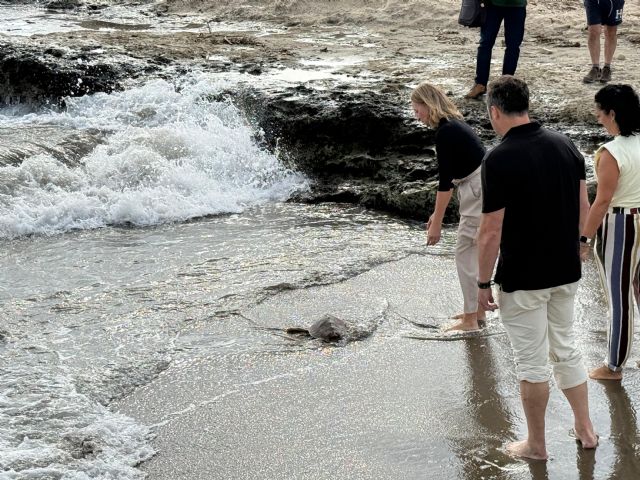 La Región alcanza con 11 ejemplares en 2026 su récord de tortugas bobas liberadas tras pasar por el Centro de Recuperación de Fauna Silvestre
