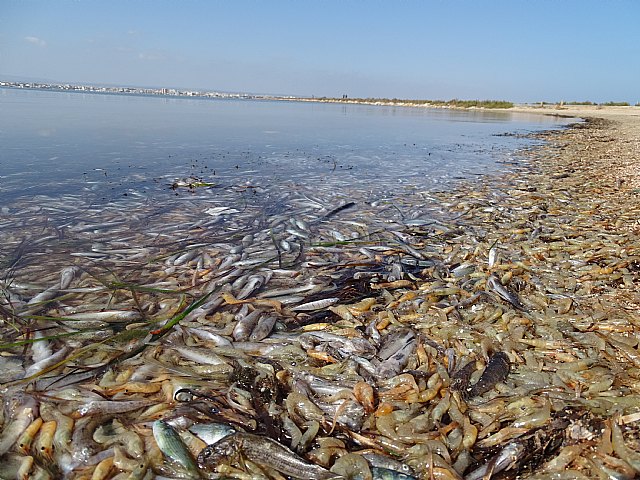 El Pleno municipal apuesta por impulsar un paquete de medidas que permitan tratar de revertir la situación actual de progresivo deterioro del Mar Menor