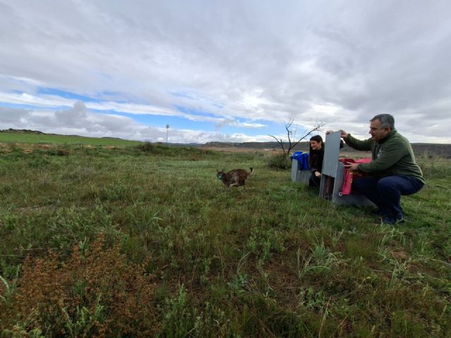 El Gobierno regional culmina la liberación de los últimos linces previstos este a&ntilde;o