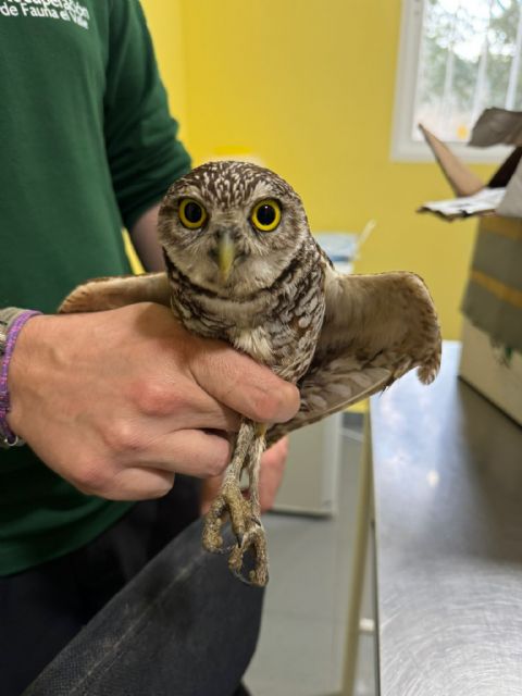 El Centro de Recuperación de Fauna Silvestre logra la supervivencia de dos mochuelos excavadores procedentes de Estados Unidos