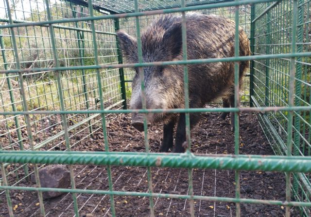 La Región autoriza a varios municipios un marco de actuación para el control del jabalí en zonas urbanas y colindantes