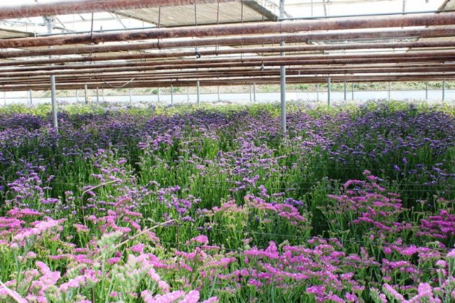 Totana solicita ayudas a los Gobiernos estatal y regional para paliar las consecuencias económicas de la crisis sanitaria sobre el sector de la flor cortada y planta ornamental
