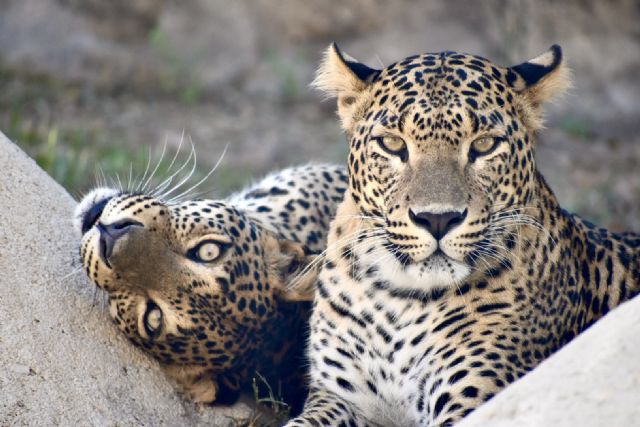 Terra Natura Murcia da la bienvenida a Naya y Akira, dos leopardas de Sri Lanka