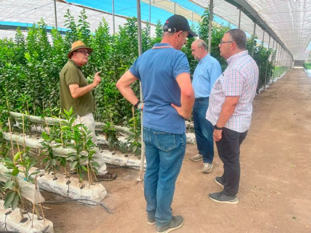 Agricultura supervisa en Águilas la toma de muestras en viveros de cítricos para garantizar la sanidad frente a la clorosis nervial amarilla