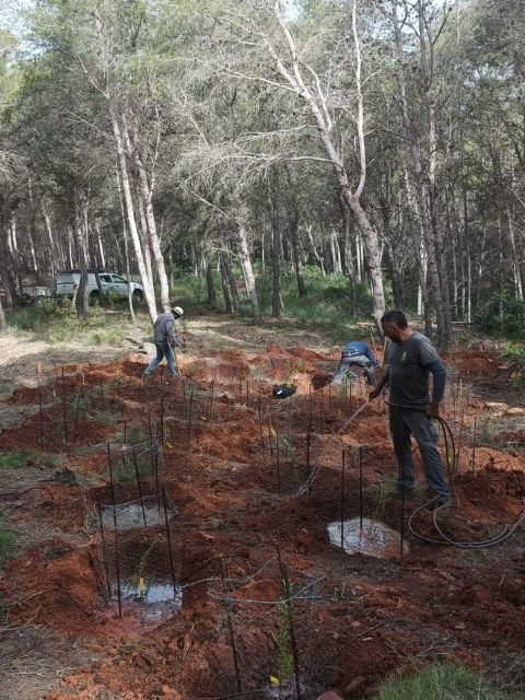 La Comunidad regional refuerza la recuperación de la jara de Cartagena con nuevas plantaciones y avances científicos en su hábitat natural