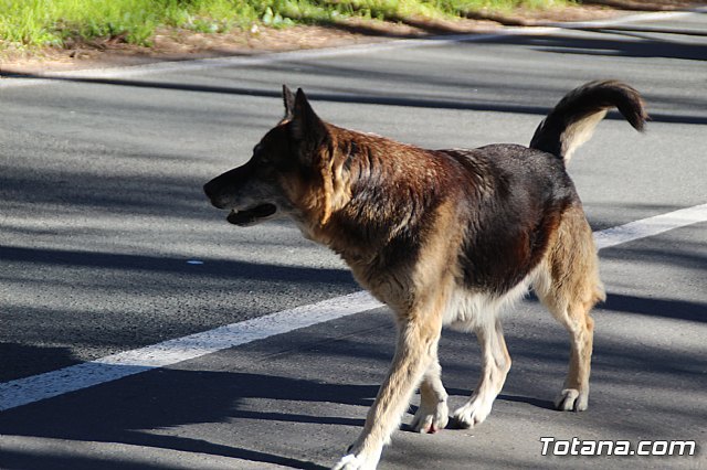 Agentes de la Policía Local recuperan un perro perdido en el paraje de La Santa y consiguen localizar a su propietario para entregárselo