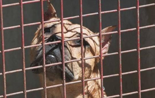 La Junta Local de Gobierno tramita, en su última sesión, cuatro licencias para la tenencia de animales potencialmente peligrosos