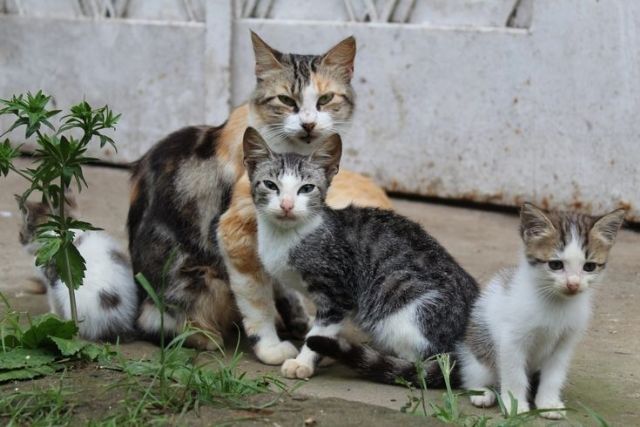 Convocan una nueva línea de subvenciones para asociaciones sin ánimo de lucro de Totana dirigidas a realizar acciones de gestión de colonias felinas