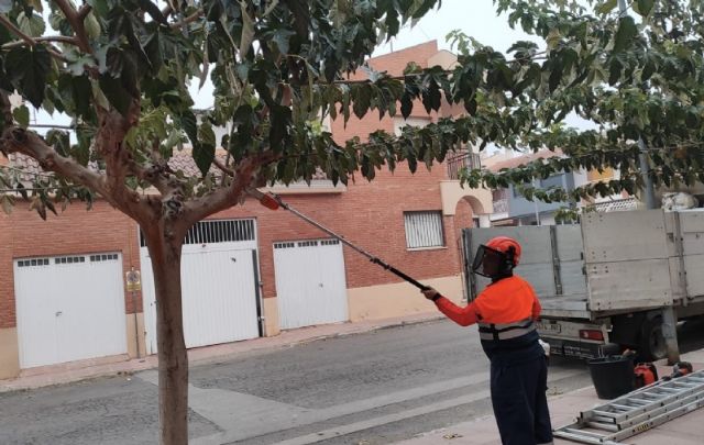 Comienza el plan de choque de los trabajos de poda de moreras en alineaciones y espacios públicos del casco urbano y las pedanías de Totana