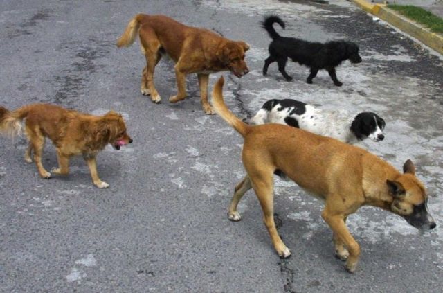 Tramitan el nuevo contrato para la gestión de la recogida de animales abandonados, vagabundos o extraviados; la retirada y transporte de animales muertos y el control de colonias felinas