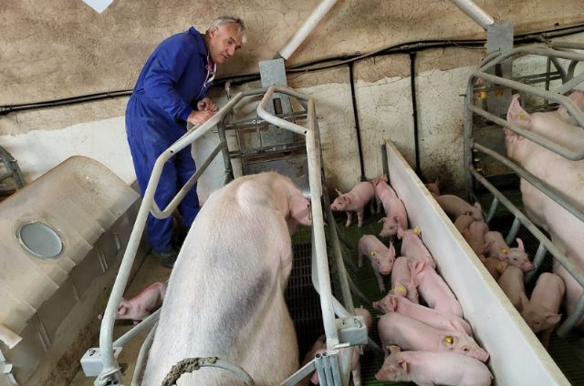 Acuerdan conceder 6.000 euros a las tres organizaciones agrarias y ganaderas para impulsar acciones que fomenten estos sectores productivos en Totana