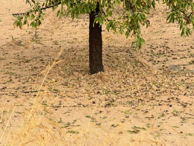 El Gobierno regional trabaja en la evaluación de los da&ntilde;os en cultivos por las tormentas del pasado lunes