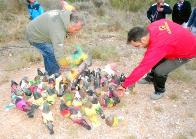 La Alcaldía elabora un bando sobre la práctica deportiva de colombicultura en el municipio de Totana para la temporada 2017/2018