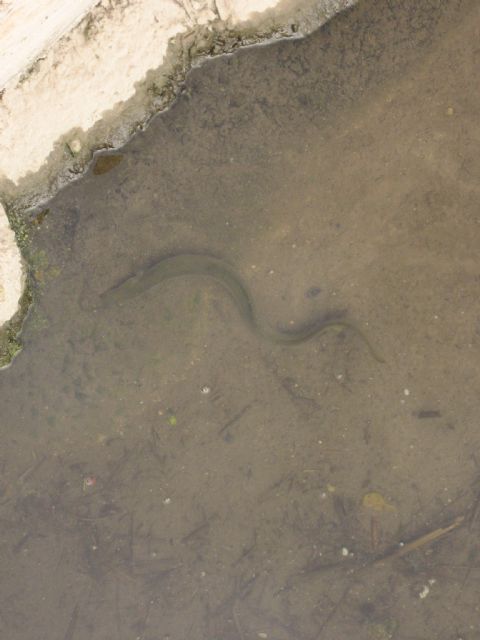 La Región de Murcia votará en contra de declarar la anguila especie 'en peligro de extinción' y exige más estudios científicos