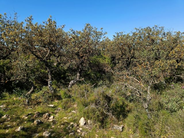 El carrascal de Sierra Salinas en Yecla gana espacio para respirar frente al cambio climático