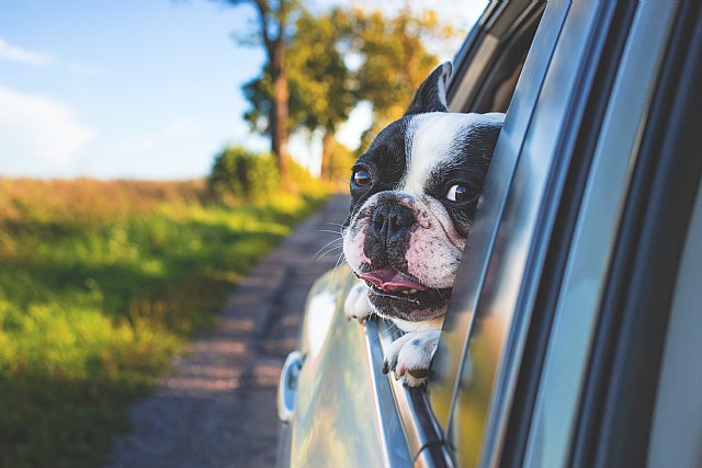 Cómo evitar que nuestro perro sufra un golpe de calor