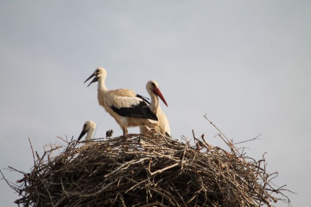 Terra Natura Murcia registra el nacimiento de siete polluelos de cigüe&ntilde;a blanca silvestre