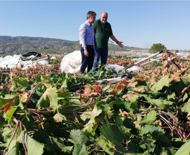 Solicitan que Totana sea incluido en las ayudas a los agricultores de uva de mesa por el episodio de lluvias y granizo del pasado 16 de agosto