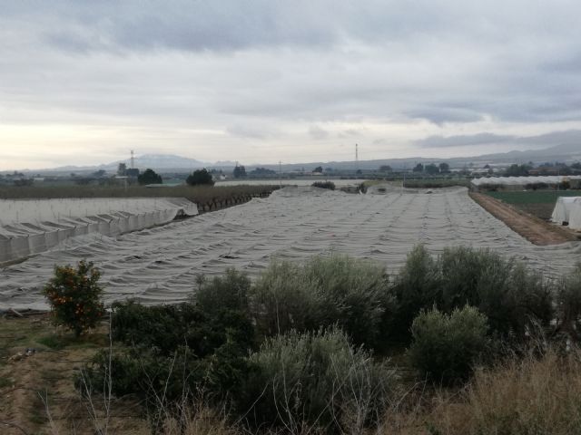 Denuncian que la Consejería de Agricultura, un año después, sigue sin dar respuesta a los daños provocados por las nevadas de enero de 2017 en Totana