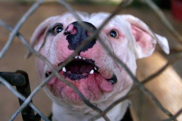 El Ayuntamiento ha tramitado en el último año y medio un total de 16 expedientes de licencia para la tenencia de animales potencialmente peligrosos