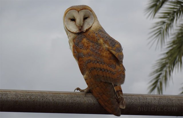 Las plantas fotovoltaicas de Endesa, refugio para aves esteparias amenazadas