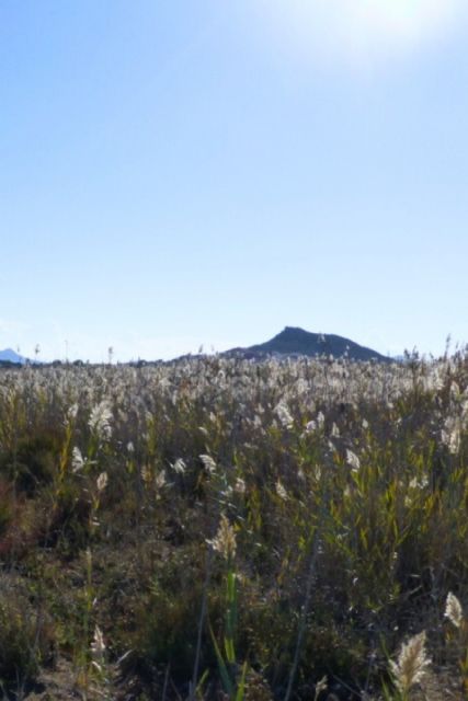 Medio Ambiente propone este fin de semana una ruta guiada a El Carmolí, visitas al CRFS El Valle y una exposición sobre murciélagos