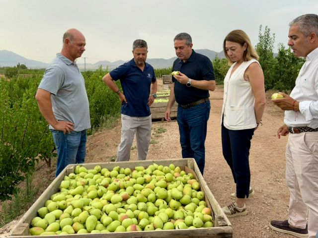 La campaña de pera de Jumilla recupera su potencial productivo con una previsión de más de 23.000 toneladas