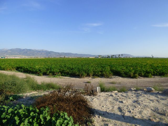 Denuncian una roturación ilegal en los Saladares del Guadalentín
