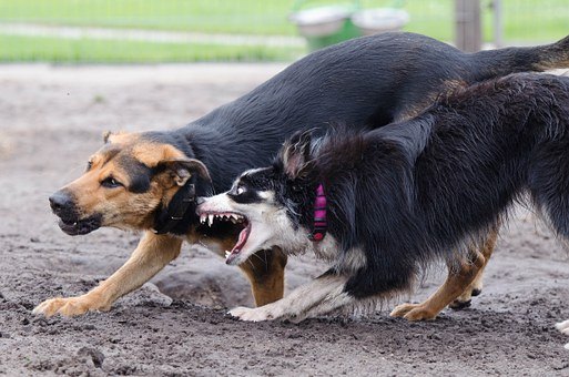 El Ayuntamiento de Totana ha tramitado en lo que va de año un total de 12 expedientes de licencia para la tenencia de animales potencialmente peligrosos