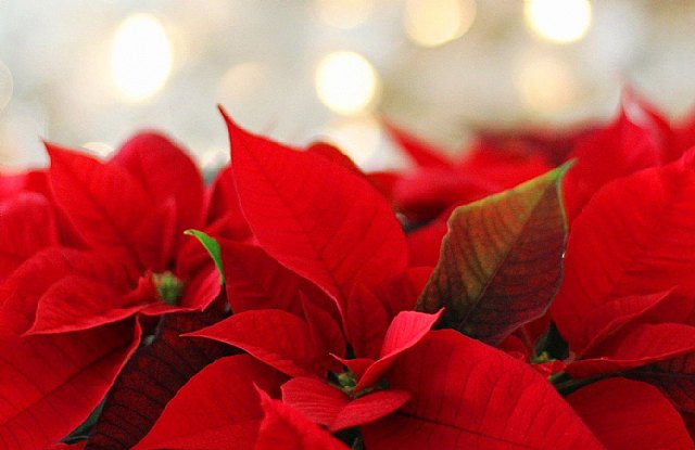 Ofrecen consejos prácticos a usuarios y consumidores de cara a las compras navideñas