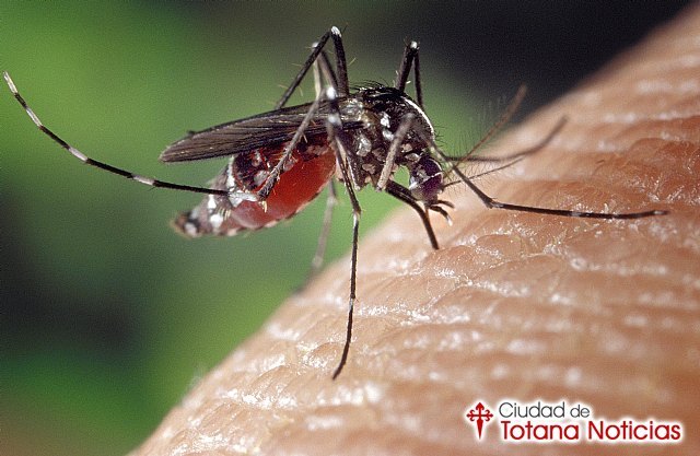 Las picaduras de insectos, los problemas gastrointestinales y las otitis, las urgencias más frecuentes  en verano