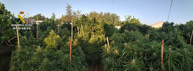 La Guardia Civil desmantela una plantación de marihuana en Totana