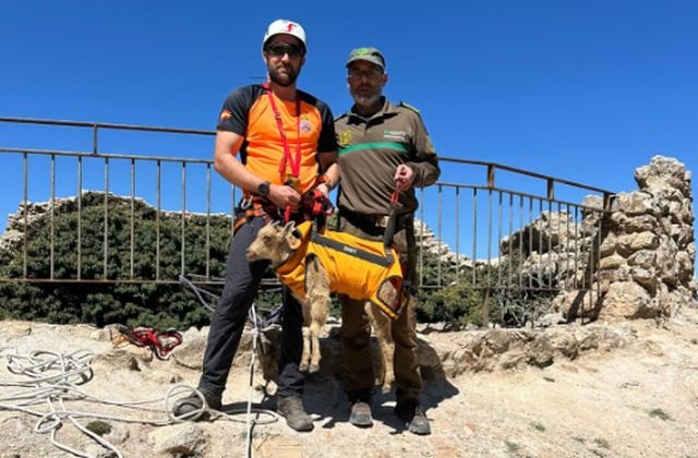 Rescatan a una cría de arruí en los Pozos de la Nieve, Totana