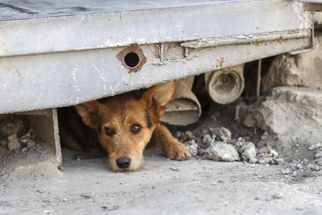 Se prorroga un año el servicio de recogida de animales abandonados, vagabundos o extraviados,