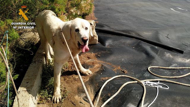 La Guardia Civil rescata a dos perros en un pantano de riego de Totana