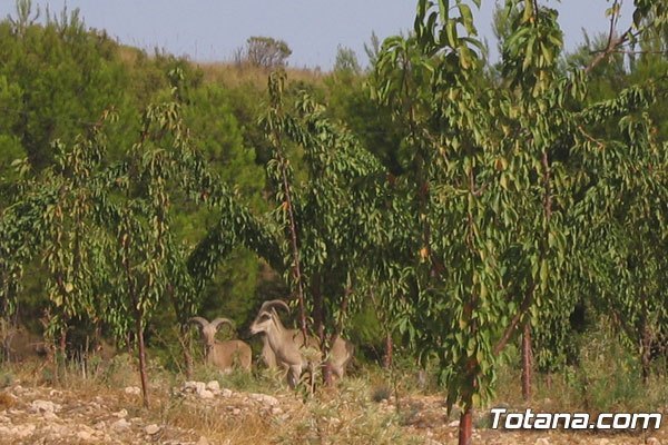 El PP de Totana solicita al Pleno el apoyo del ayuntamiento de Totana al gobierno regional en la subsistencia del arrui en Sierra Espuña