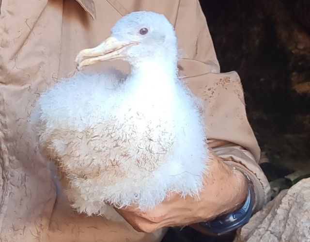 Medio Ambiente localiza en la Isla de las Palomas un caso excepcional de albinismo en un pollo de pardela cenicienta