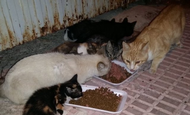 Se tramita el contrato para la gestión de la recogida de animales abandonados, vagabundos o extraviados