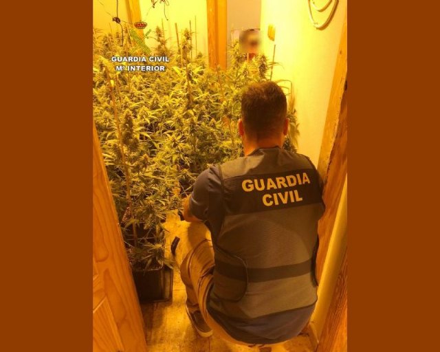 La Guardia Civil desmantela en un piso de Totana un invernadero con más de 200 plantas de marihuana